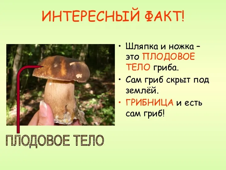 ИНТЕРЕСНЫЙ ФАКТ! Шляпка и ножка – это ПЛОДОВОЕ ТЕЛО гриба.