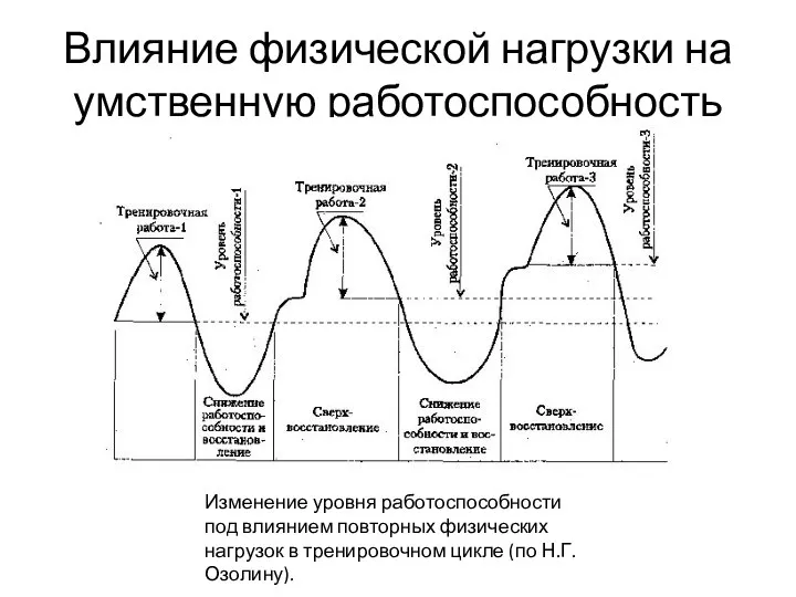 Влияние физической нагрузки на умственную работоспособность Изменение уровня работоспособности под влиянием повторных физических