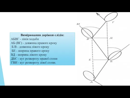 Вимірювання доріжки слідів: АБВГ - лінія ходьби АБ (ВГ) -