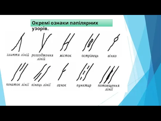 Окремі ознаки папілярних узорів.