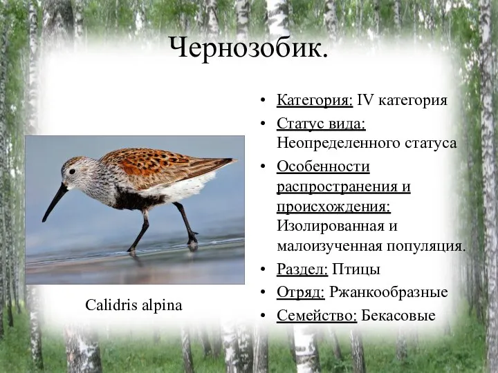 Чернозобик. Категория: IV категория Статус вида: Неопределенного статуса Особенности распространения