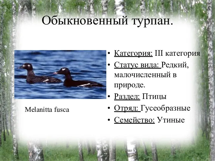 Обыкновенный турпан. Категория: III категория Статус вида: Редкий, малочисленный в