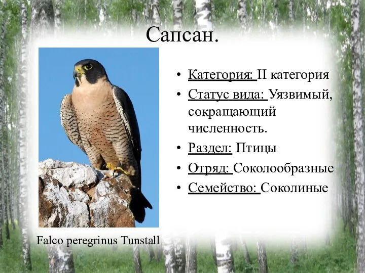 Сапсан. Категория: II категория Статус вида: Уязвимый, сокращающий численность. Раздел: