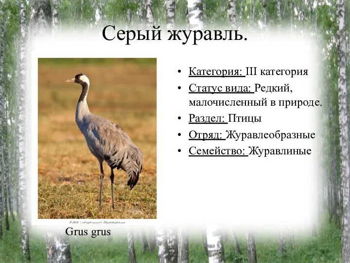 Серый журавль. Категория: III категория Статус вида: Редкий, малочисленный в