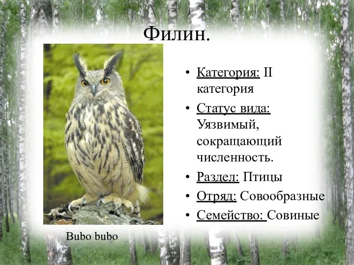 Филин. Категория: II категория Статус вида: Уязвимый, сокращающий численность. Раздел: