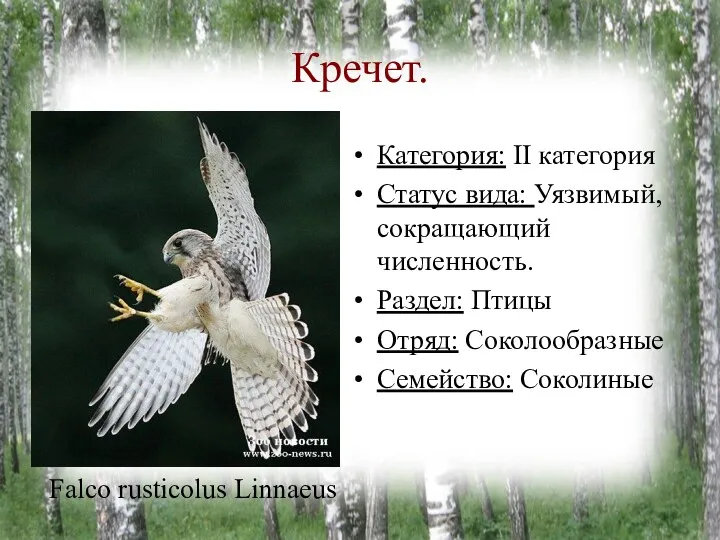 Кречет. Категория: II категория Статус вида: Уязвимый, сокращающий численность. Раздел: