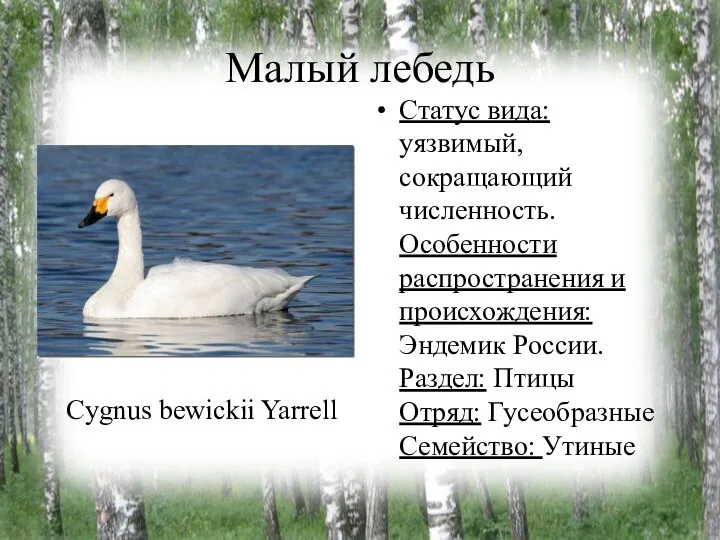 Малый лебедь Статус вида: уязвимый, сокращающий численность. Особенности распространения и