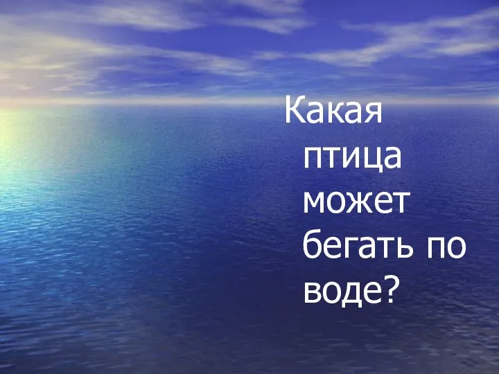 Оляпка Какая птица может бегать по воде?