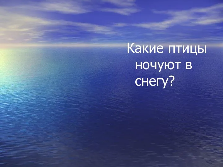 Куропатка, тетерев Какие птицы ночуют в снегу?