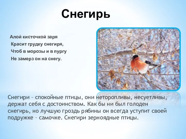 Снегирь Алой кисточкой заря Красит грудку снегиря, Чтоб в морозы