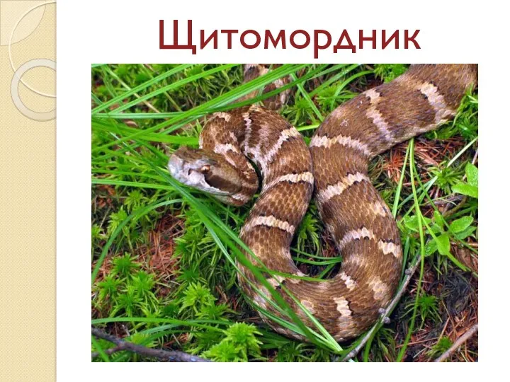 Щитомордник