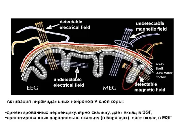Активация пирамидальных нейронов V слоя коры: ориентированных перпендикулярно скальпу, дает