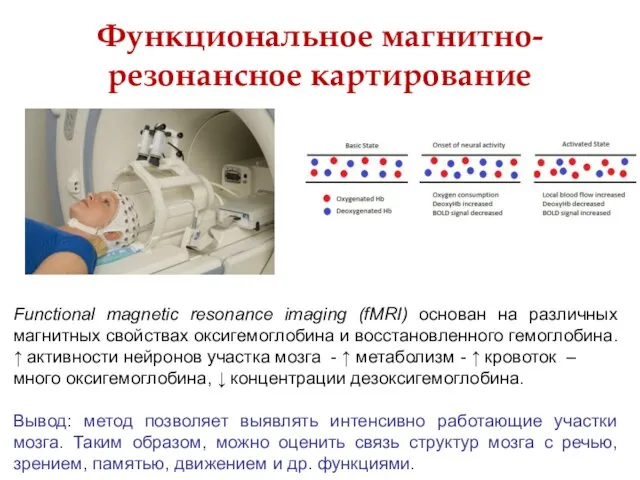 Функциональное магнитно-резонансное картирование Functional magnetic resonance imaging (fMRI) основан на