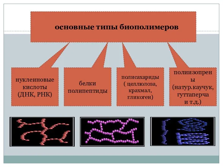 основные типы биополимеров нуклеиновые кислоты (ДНК, РНК) белки полипептиды полисахариды