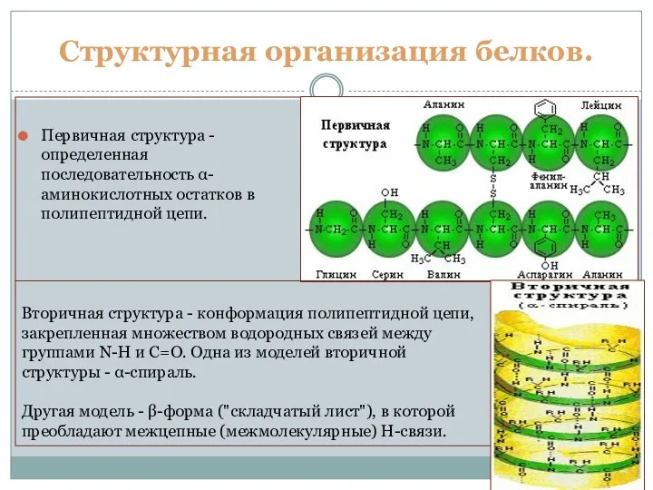 Структурная организация белков. Первичная структура - определенная последовательность α- аминокислотных