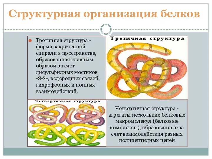 Третичная структура - форма закрученной спирали в пространстве, образованная главным