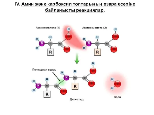IV. Амин және карбоксил топтарының өзара әсеріне байланысты реакциялар.