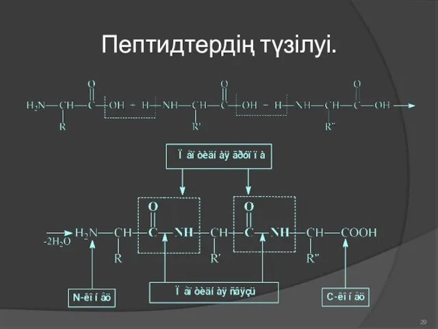 Пептидтердің түзілуі.