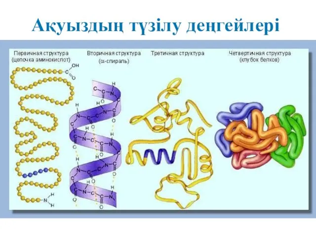 Ақуыздың түзілу деңгейлері