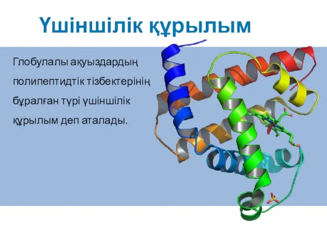 Үшіншілік құрылым Глобулалы ақуыздардың полипептидтік тізбектерінің бұралған түрі үшіншілік құрылым деп аталады.