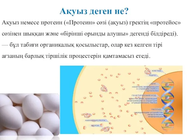 02 Ақуыз деген не? Ақуыз немесе протеин («Протеин» сөзі (ақуыз)