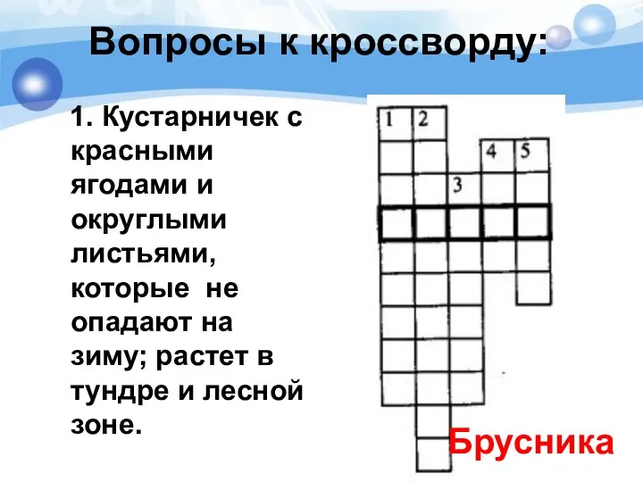 Вопросы к кроссворду: 1. Кустарничек с красными ягодами и округлыми