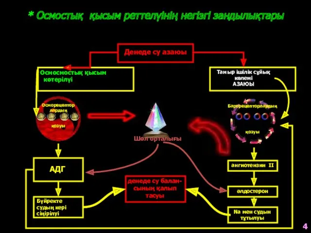 * Осмостық қысым реттелүінің негізгі зандылықтары Денеде су азаюы Тамыр ішілік сұйық көлемі