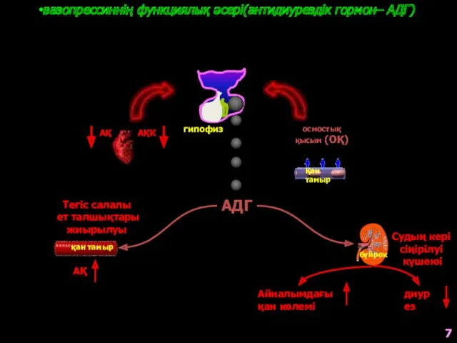 вазопрессиннің функциялық әсері(антидиурездік гормон– АДГ) осмостық қысым (ОҚ) АҚ АҚК АДГ Тегіс салалы