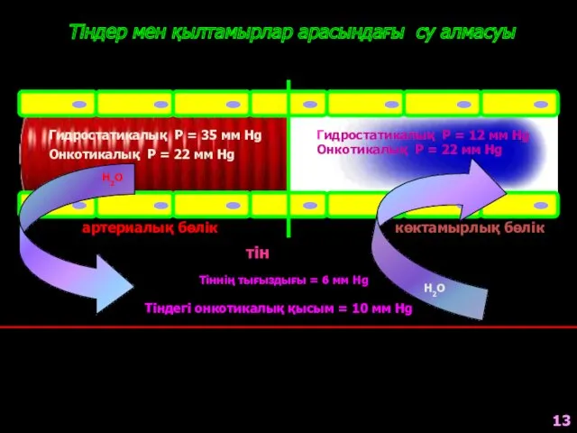 Тіндер мен қылтамырлар арасындағы су алмасуы артериалық бөлік көктамырлық бөлік тін Гидростатикалық Р