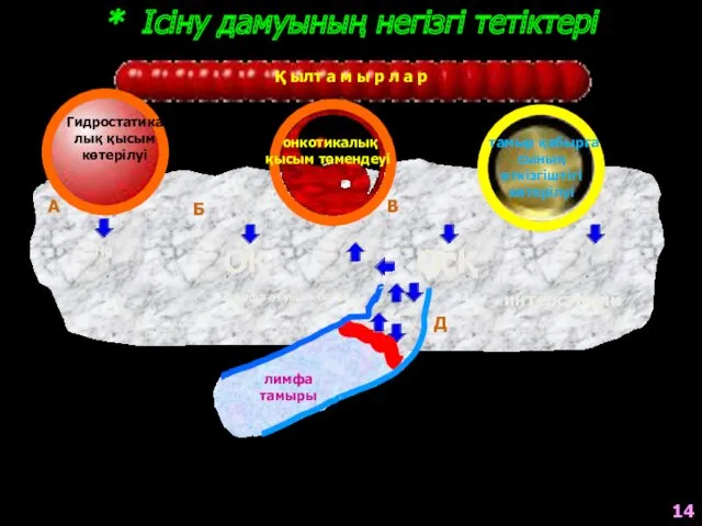 направление тока лимфы Қ ылт а м ы р л а р *