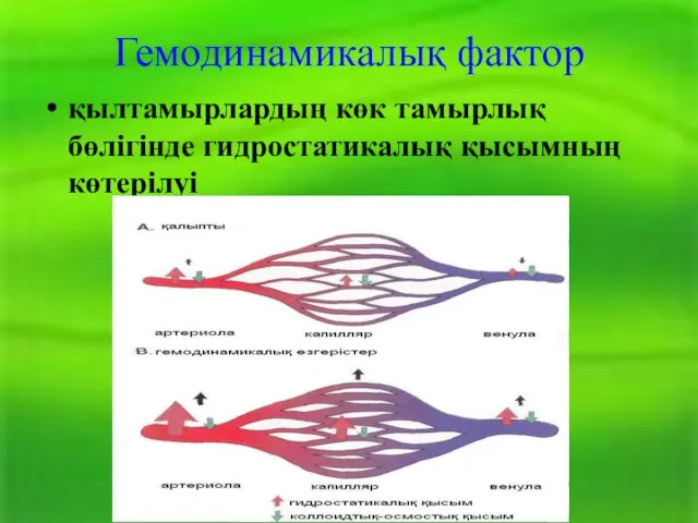 Гемодинамикалық фактор қылтамырлардың көк тамырлық бөлігінде гидростатикалық қысымның көтерілуі