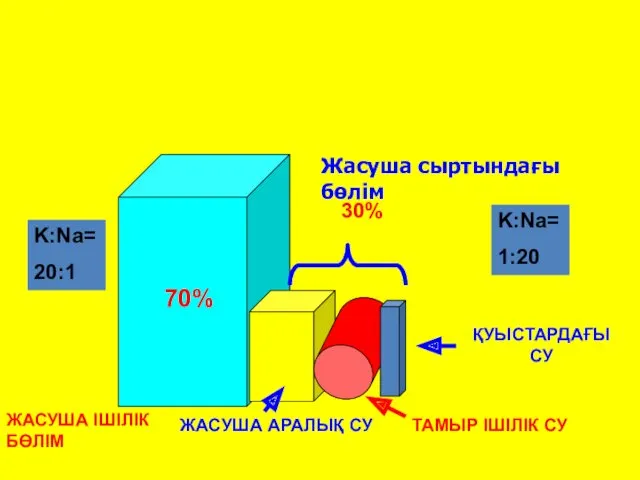 ЖАСУША ІШІЛІК БӨЛІМ 70% Жасуша сыртындағы бөлім 30% ЖАСУША АРАЛЫҚ