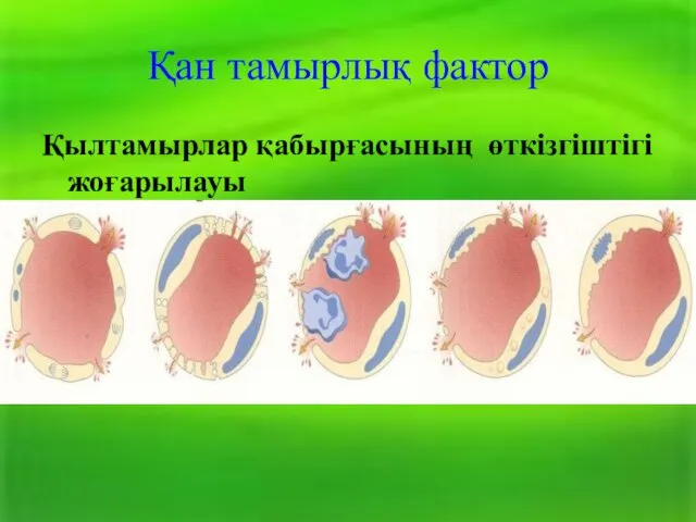 Қан тамырлық фактор Қылтамырлар қабырғасының өткізгіштігі жоғарылауы