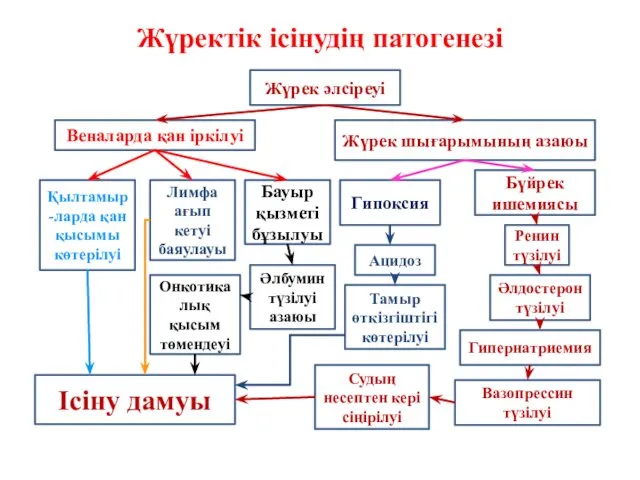 Жүректік ісінудің патогенезі Жүрек әлсіреуі Веналарда қан іркілуі Гипернатриемия Қылтамыр-ларда қан қысымы көтерілуі