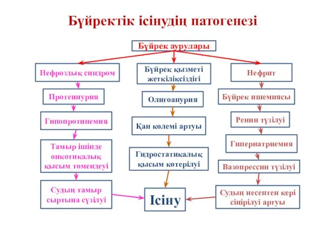 Бүйректік ісінудің патогенезі Бүйрек аурулары Нефроздық синдром Вазопрессин түзілуі Ісіну