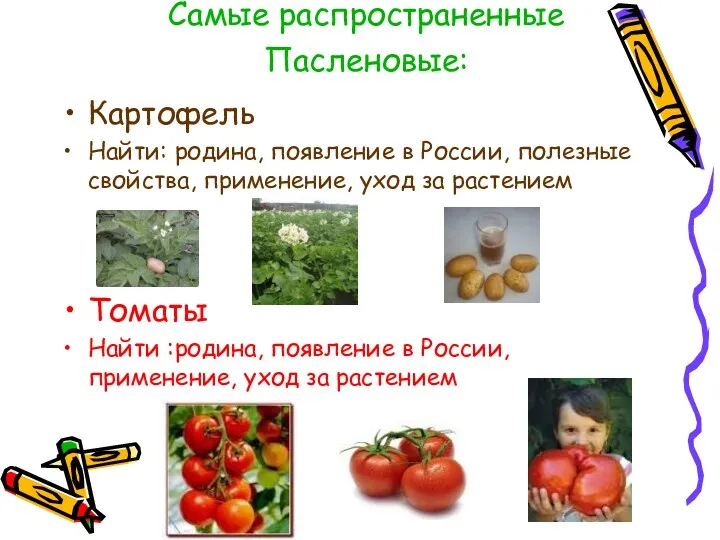 Самые распространенные Пасленовые: Картофель Найти: родина, появление в России, полезные