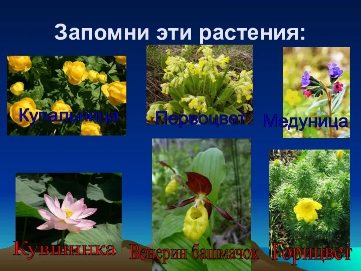 Запомни эти растения: Купальница Первоцвет Медуница Кувшинка Венерин башмачок Горицвет