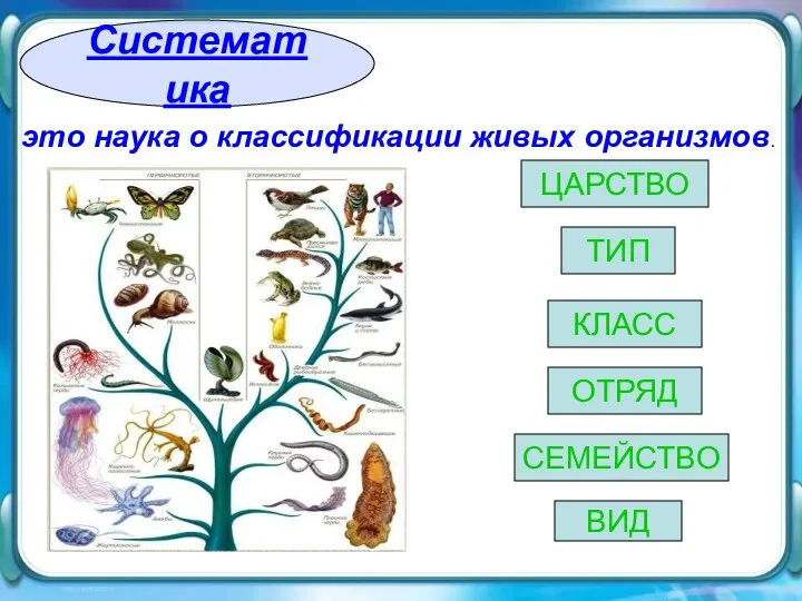 Систематика Систематика это наука о классификации живых организмов. ВИД ЦАРСТВО ТИП КЛАСС ОТРЯД СЕМЕЙСТВО