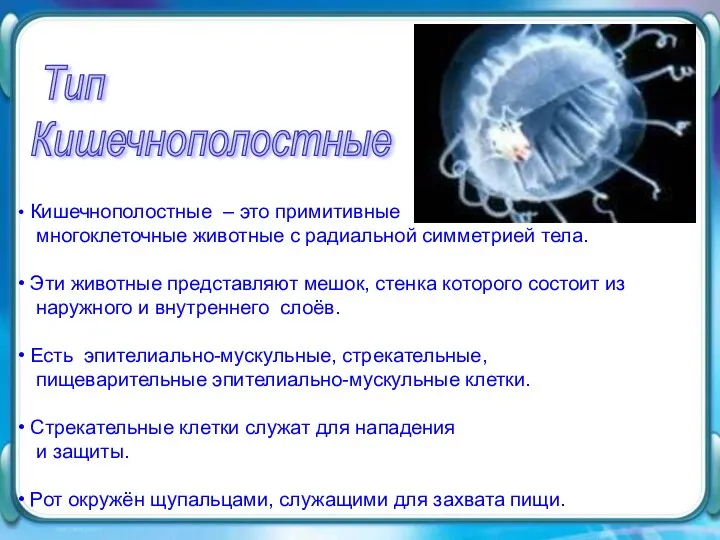 Кишечнополостные – это примитивные многоклеточные животные с радиальной симметрией тела.