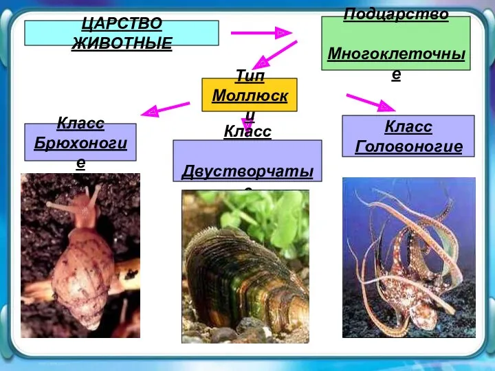 ЦАРСТВО ЖИВОТНЫЕ ЦАРСТВО ЖИВОТНЫЕ Подцарство Многоклеточные Тип Моллюски Класс Головоногие Класс Брюхоногие Класс Двустворчатые