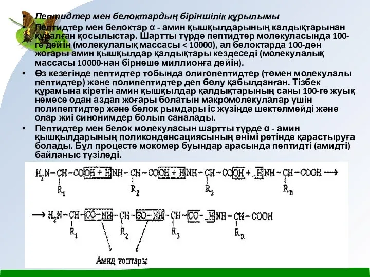 Пептидтер мен белоктардың біріншілік кұрылымы Пептидтер мен белоктар α -