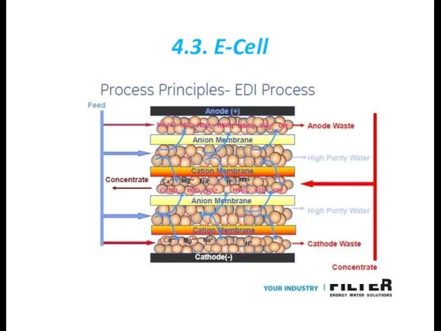 4.3. E-Cell