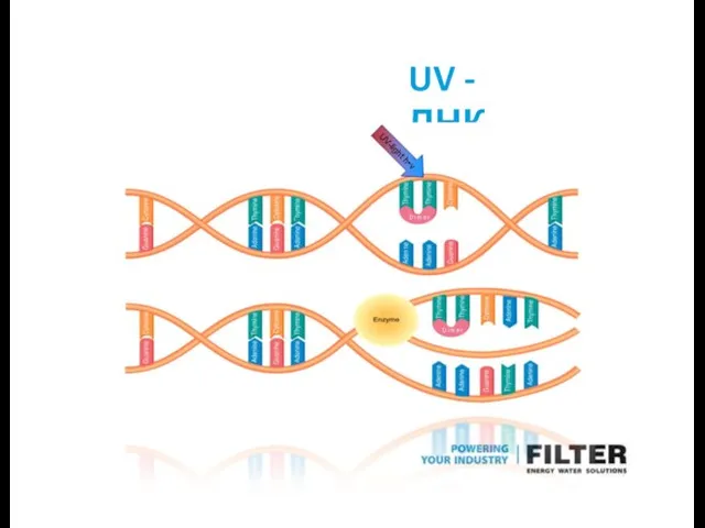 UV - ДНК