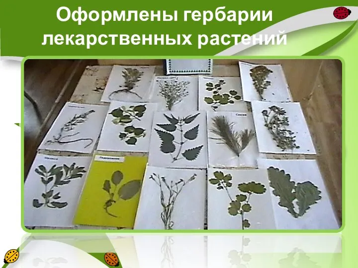 Оформлены гербарии лекарственных растений
