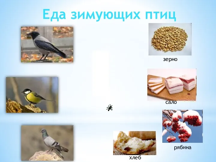 Еда зимующих птиц зерно сало рябина хлеб