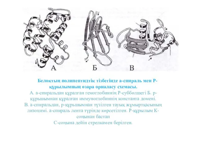 Белоктың полипептидтік тізбегінде а-спираль мен Р-құрылымның өзара орналасу схемасы. А.