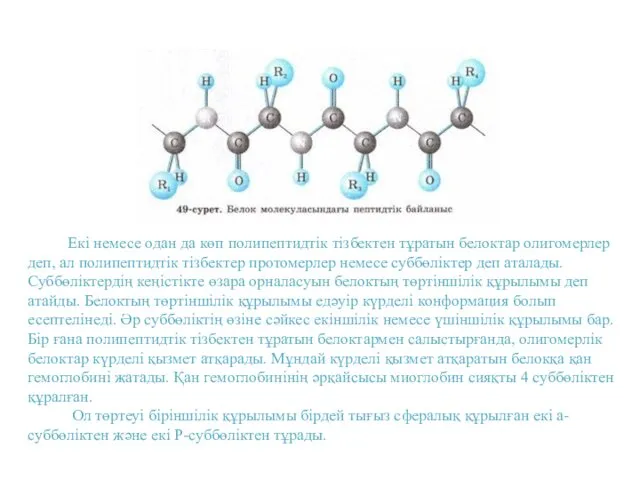 Екі немесе одан да көп полипептидтік тізбектен тұратын белоктар олигомерлер