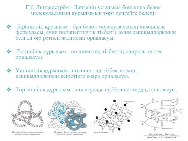 ГК. Линдерстрём - Лапгенің ұсынысы бойынша белок молекуласының құрылымын төрт