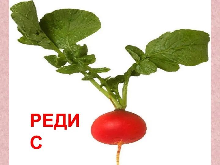 РЕДИС