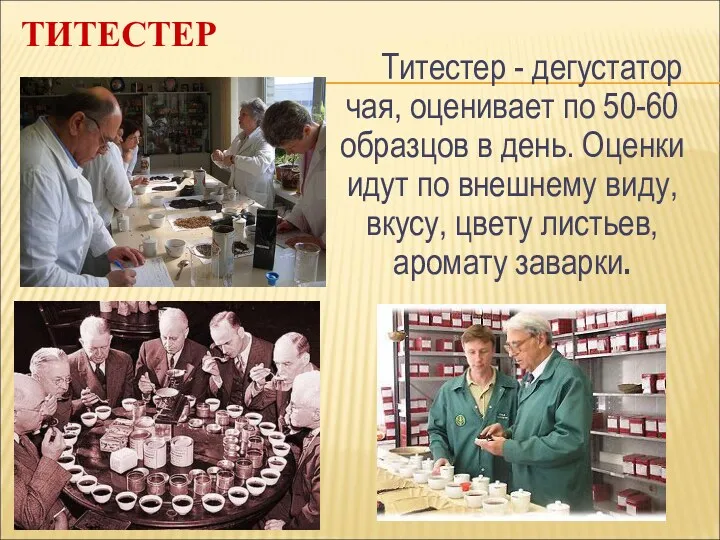 ТИТЕСТЕР Титестер - дегустатор чая, оценивает по 50-60 образцов в день. Оценки идут